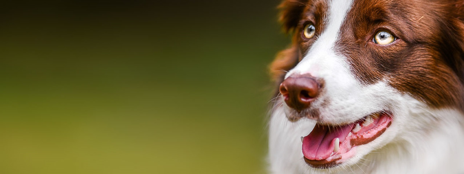 Portrait of Border Collie dog