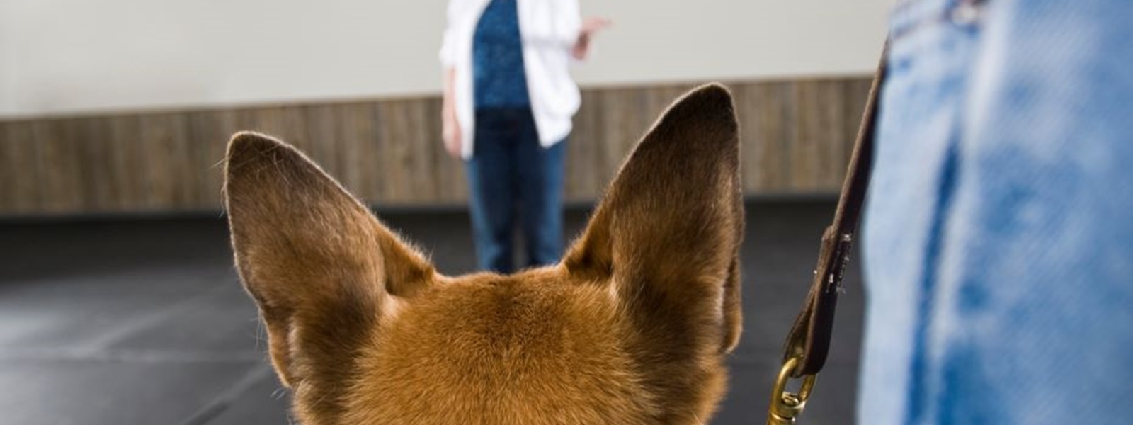 Instructor guiding border collie through weave polls