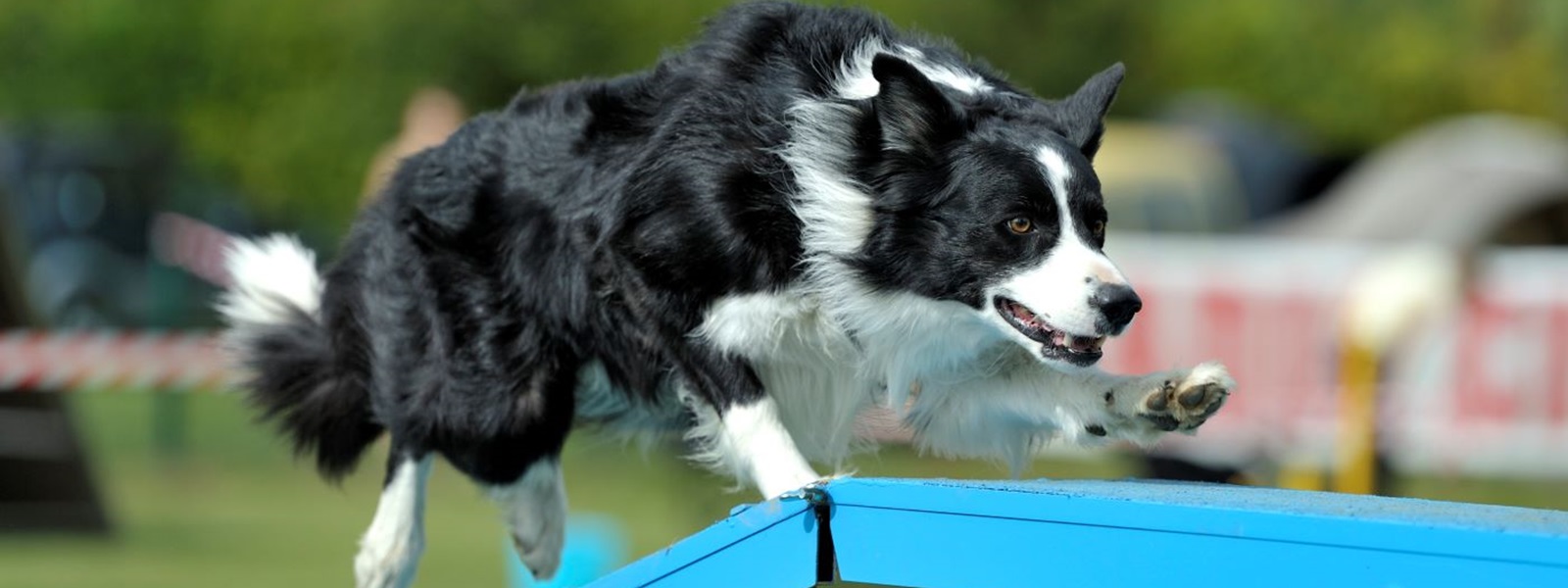 Border collie races on agility equipment