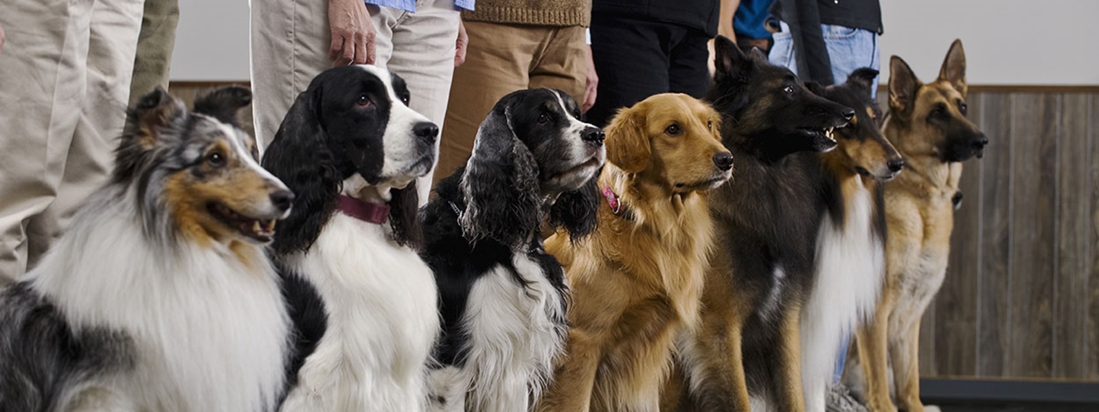 Line of purebred dogs in obedience class with owners