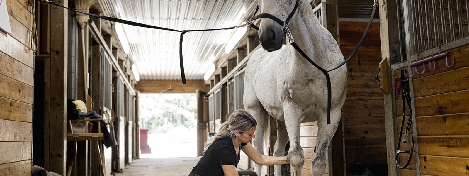 Female horse owner brushes her horse's hooves