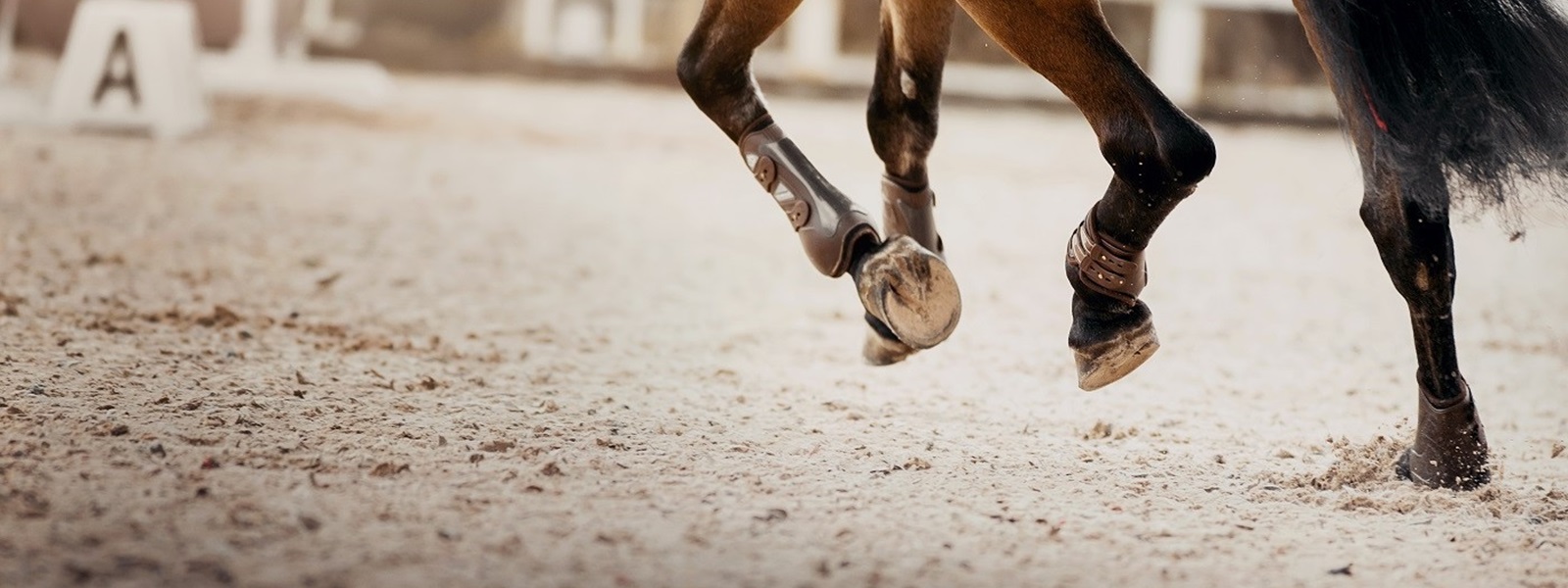 Image of horse legs as the horse runs