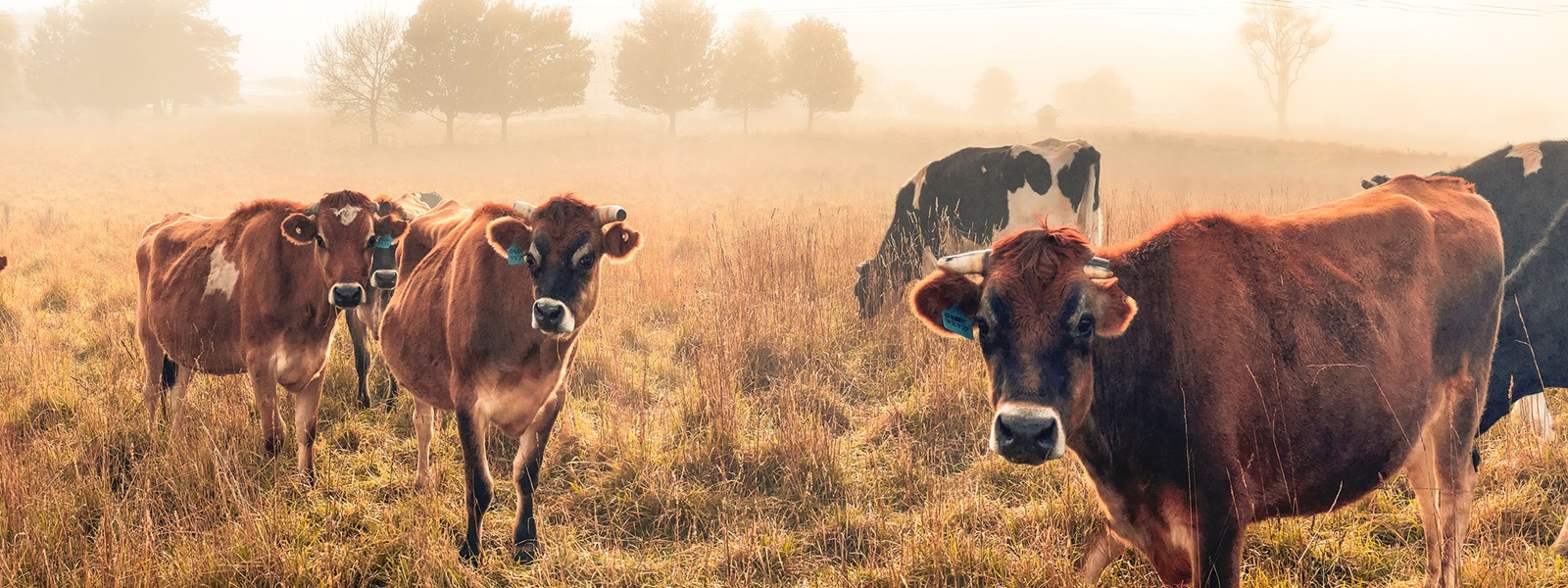 Group of cows standing in a dry grass paddock